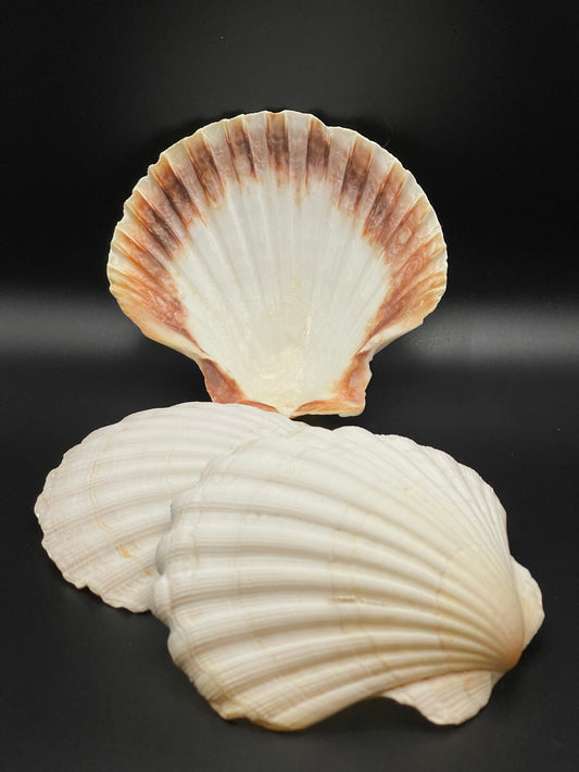 Coquille Saint Jacques